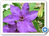 Clematis, 02.07.2007