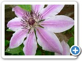 Clematis, 10.05.2009