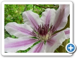 Clematis, 15.06.2013