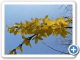 Forsythie, 29.03.2012