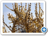 Forsythie, 28.03.2023