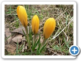 Goldbrokat-Krokus, 13.04.2013