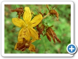 Echtes Johanniskraut, 05.08.2013