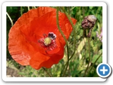 Klatschmohn, 30.06.2010