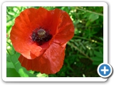 Klatschmohn, 01.07.2013