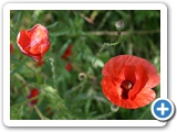 Klatschmohn, 02.07.2013