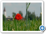 Klatschmohn, 07.06.2016