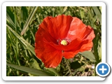 Klatschmohn, 08.05.2018