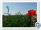 Klatschmohn, 09.06.2019
