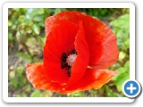 Klatschmohn, 26.05.2023