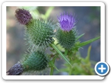 Gew&ouml;hnliche Kratzdistel, 26.07.2013