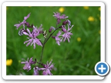 Kuckucks-Lichtnelke, 30.05.2013