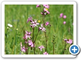 Kuckucks-Lichtnelke, 12.05.2025