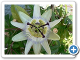Blaue Passionsblume, 24.05.2007
