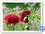 T&uuml;rkischer Mohn, 30.06.2010