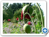 T&uuml;rkischer Mohn, 30.06.2010