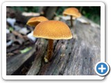 Orangegelbe Flockenschnitzling, 30.09.2013