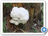Wei&szlig;er Polsterpilz, 13.09.2022