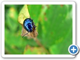 Himmelblauer Blattk&auml;fer, 27.07.2011