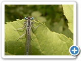 Blaue Federlibelle &male;, 23.06.2018
