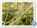 Blaue Federlibelle Tandem, 26.08.2018