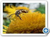 Gew&ouml;hnliche Furchenbiene, 15.07.2011