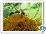 Gew&ouml;hnliche Furchenbiene, 15.07.2011