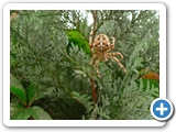 Gartenkreuzspinne &female;, 28.08.2012