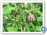 Gartenkreuzspinne &female;, 10.09.2012