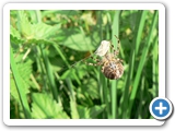 Gartenkreuzspinne &female;, 10.09.2012