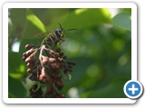 Gemeine Wespe, 03.06.2017
