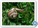 Hain-B&auml;nderschnecke, 24.05.2007