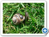 Hain-B&auml;nderschnecke, 24.05.2007