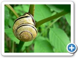 Hain-B&auml;nderschnecke, 19.05.2012