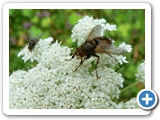 Igelfliege, 22.07.2012