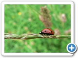 Siebenpunkt-Marienk&auml;fer, 24.06.2012