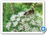 Mittlere Keilfleckschwebfliege, 05.08.2013