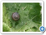 R&ouml;tliche Laubschnecke, 05.06.2018
