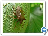Rotbeinige Baumwanze, 14.07.2012