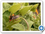 Rotbeinige Baumwanze, 06.08.2017