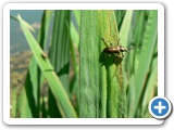 Gr&uuml;nlicher Schilfk&auml;fer, 16.05.2017