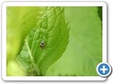 Schwarzgefleckter Marienk&auml;fer, 05.06.2017