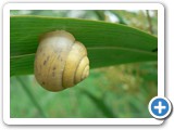Genabelte Strauchschnecke, 20.07.2012