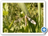 Tipula lateralis, 28.05.2017