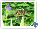 Vierflecklibelle &male;, 28.05.2008
