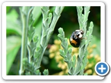 Vierfleckiger Kugelmarienk&auml;fer, 30.06.2012