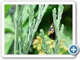 Vierfleckiger Kugelmarienk&auml;fer, 30.06.2012