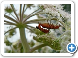 Rotgelber Weichk&auml;fer, 20.07.2012