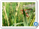 Rotgelber Weichk&auml;fer, 22.05.2010