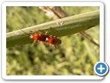 Rotgelber Weichk&auml;fer, 05.07.2017